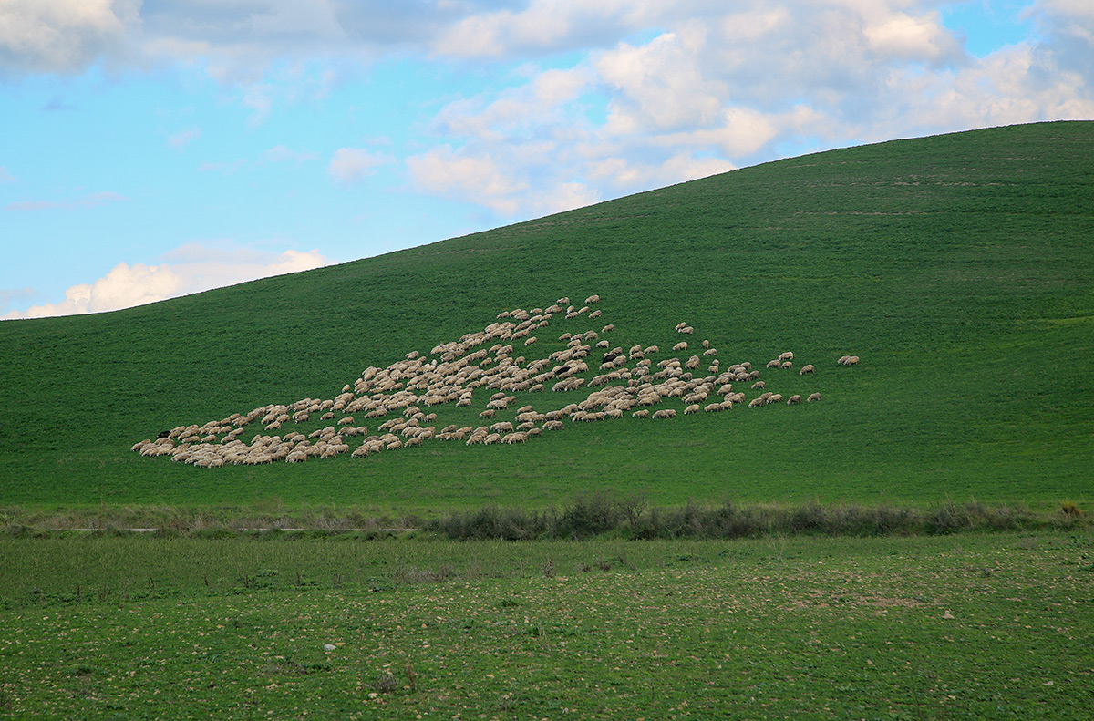 Pascolo in Val d'Orcia