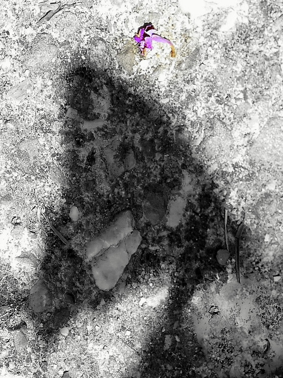 ***Di farfalle neanche l'ombra***