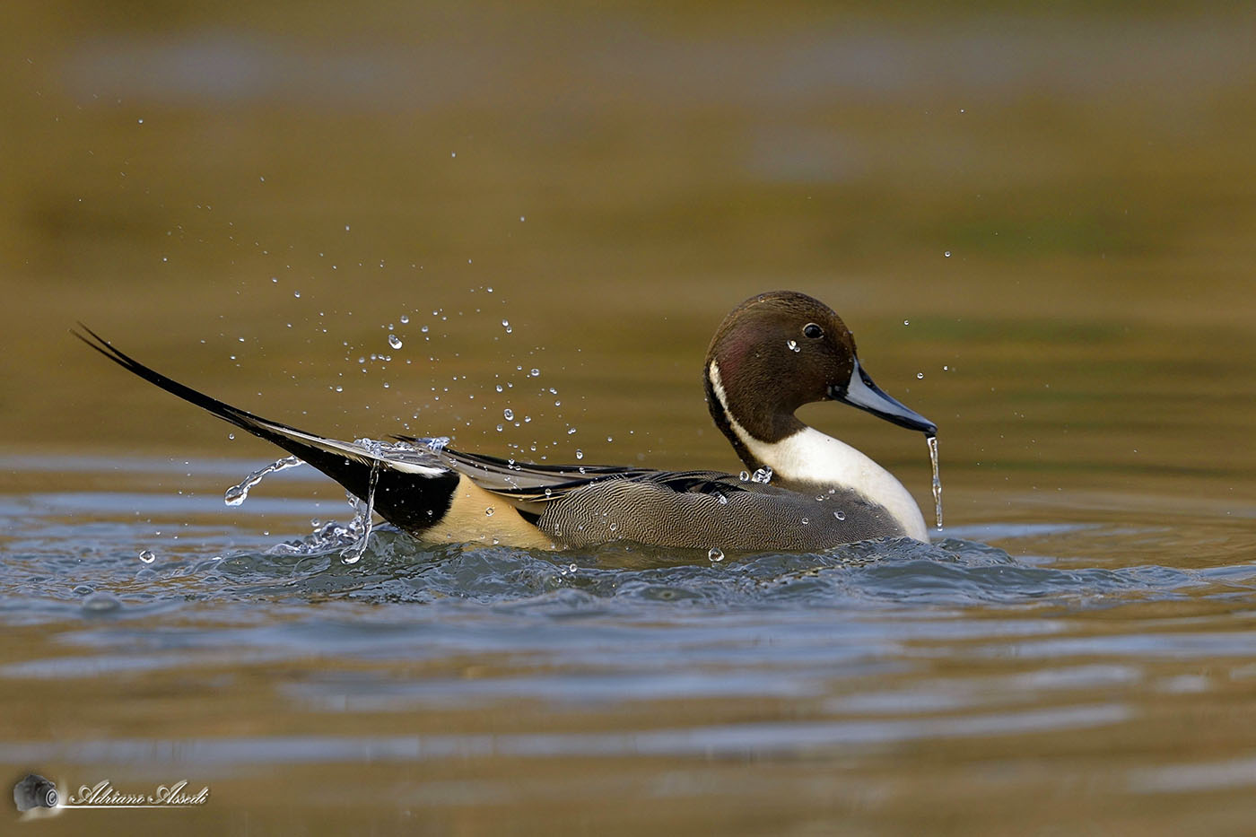 Codone ( Anas acuta )