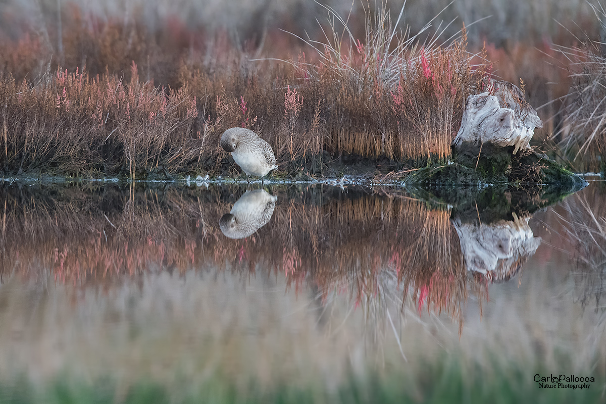 ...riposino...Pivieressa.