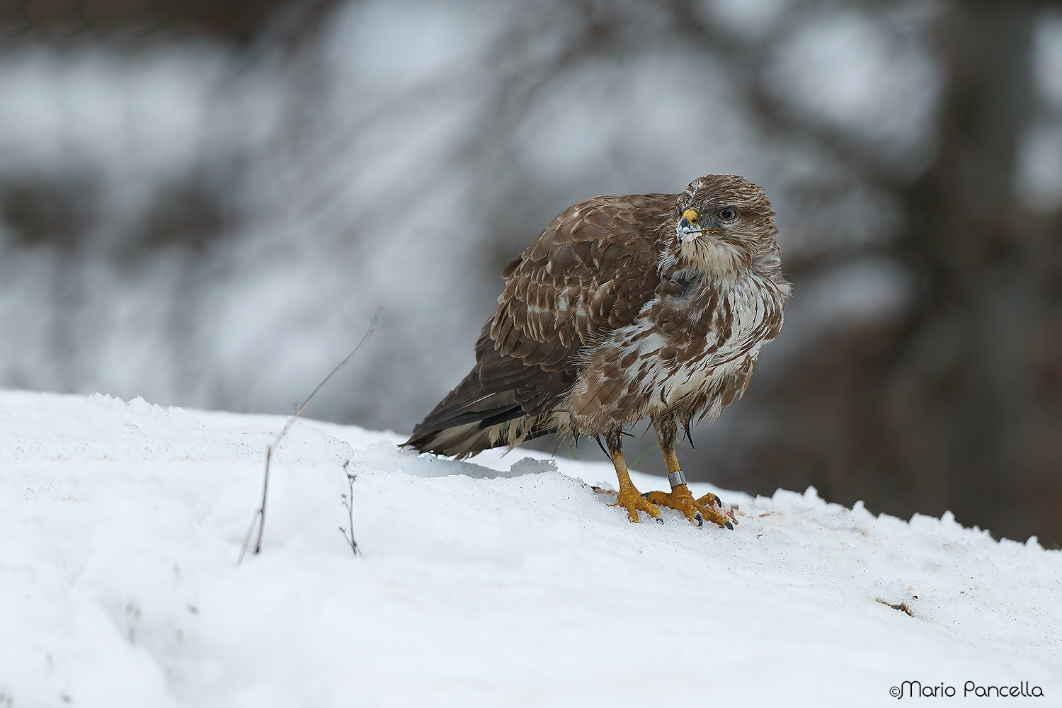 Poiana (Buteo buteo)