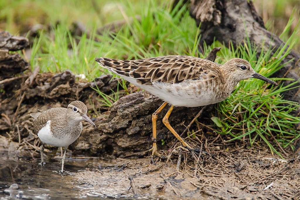 Combattente e Piro piro piccolo