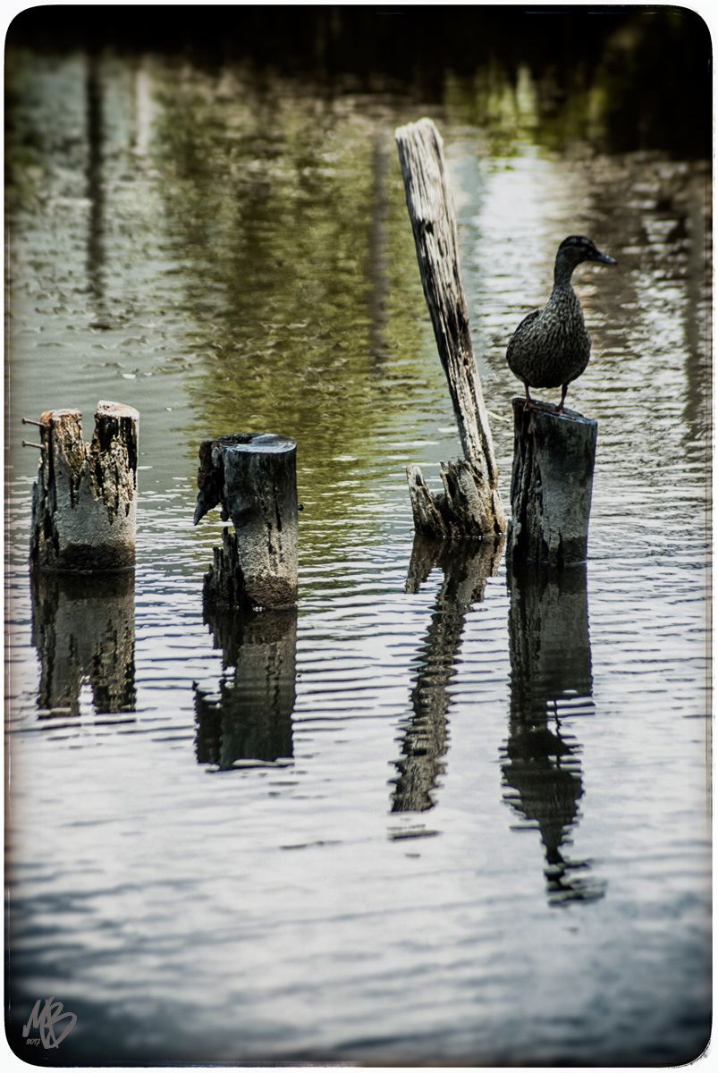 Piccola vedetta palmata