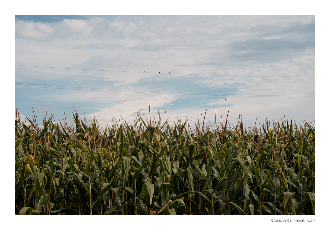 Like a bird on a wire.