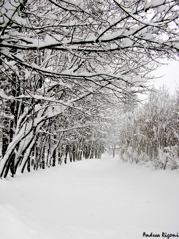 Viale innevato
