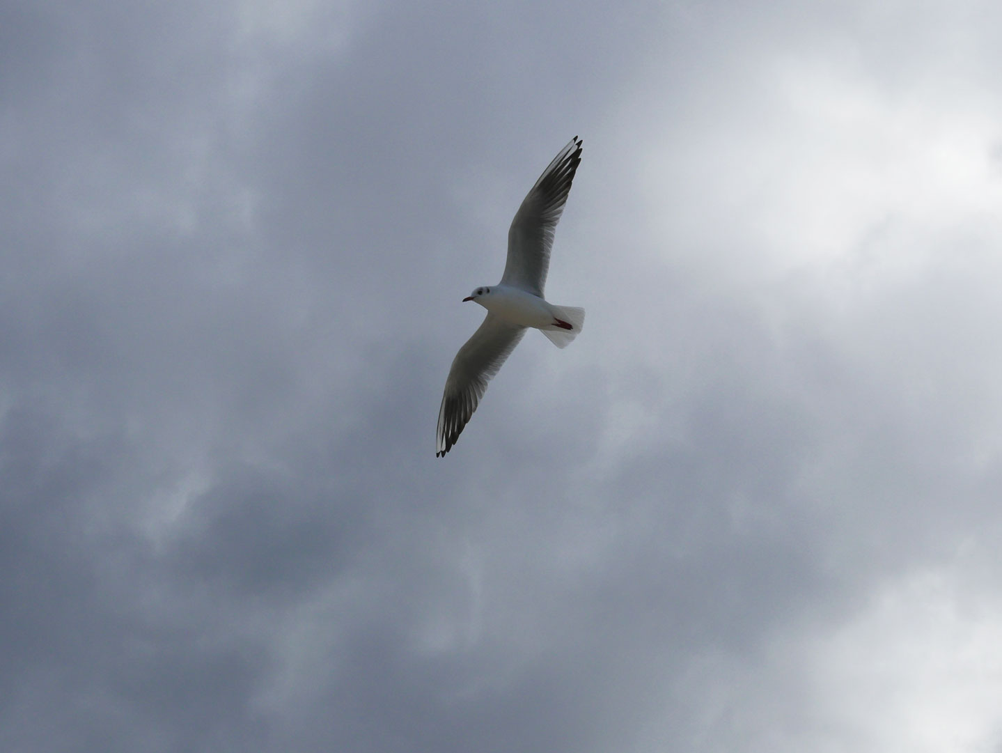 con la testa tra le nuvole