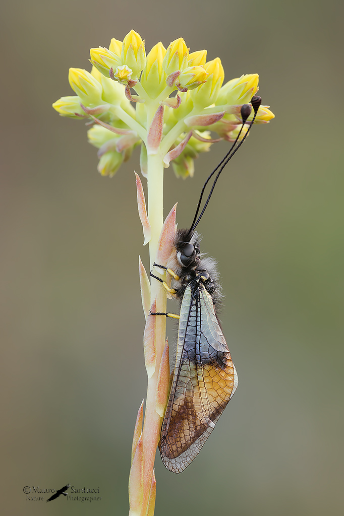 Libelloides coccajus