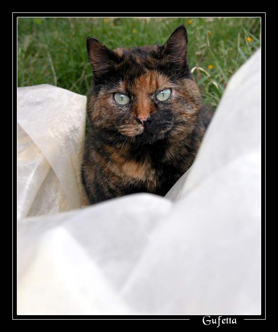 La mia dolce Gufetta!