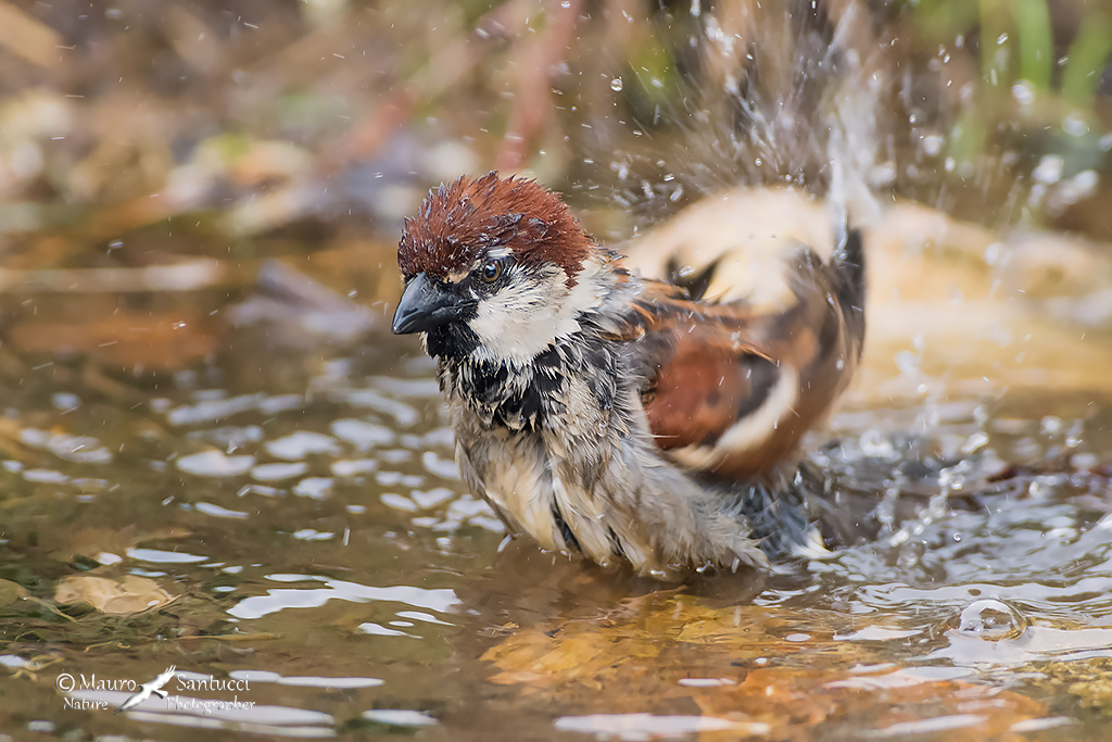 Il bagnetto del passerotto
