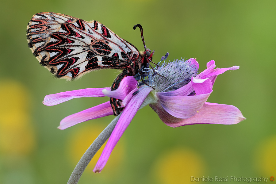 Principessa Zerynthia...