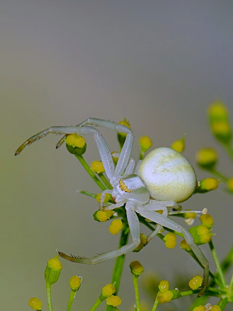 ***E io aspetto...***