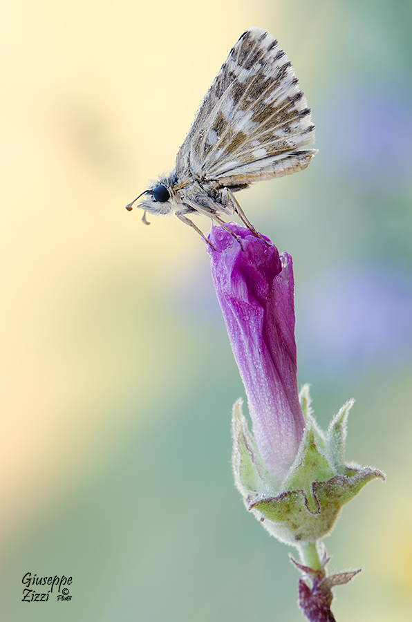 Sulla cresta del fiore