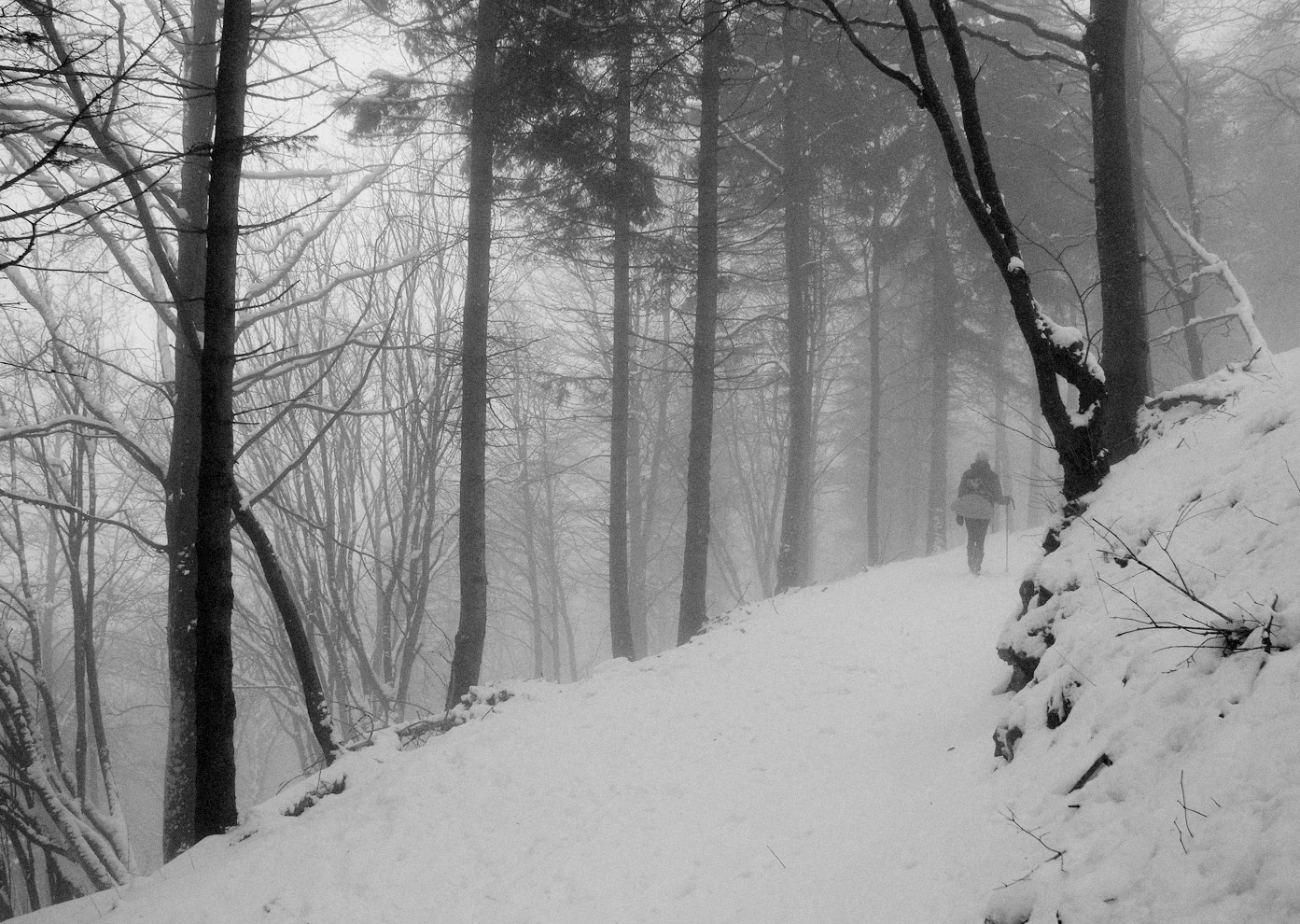 Nella via del bosco nebbioso