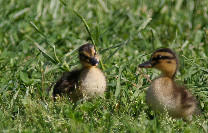 piccoli germani crescono