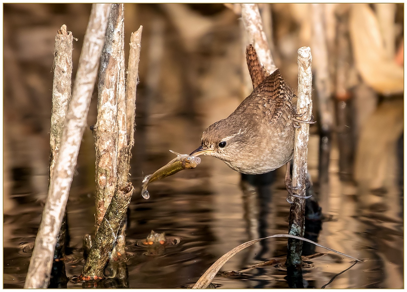 Scricciolo ed Usignolo pescatore.