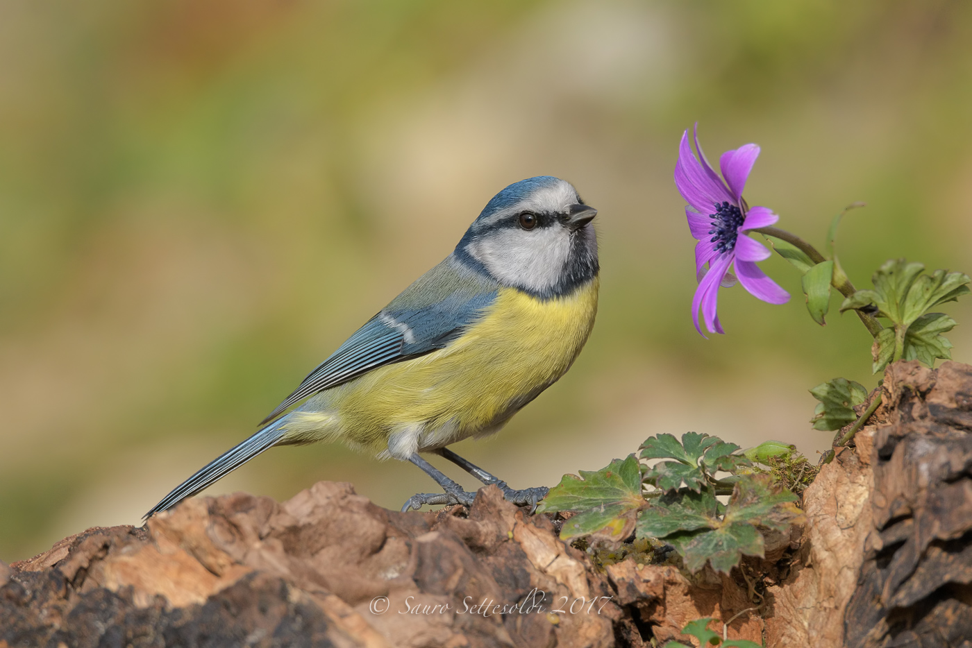 Profumo di primavera
