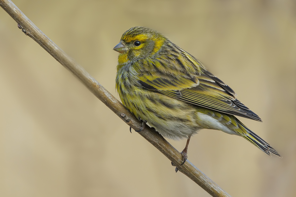 Verzellino Specie (Serinus serinus)