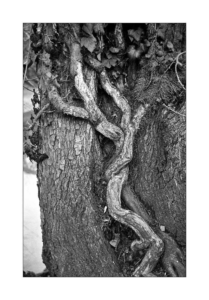 arrampicatori vegetali ;/)