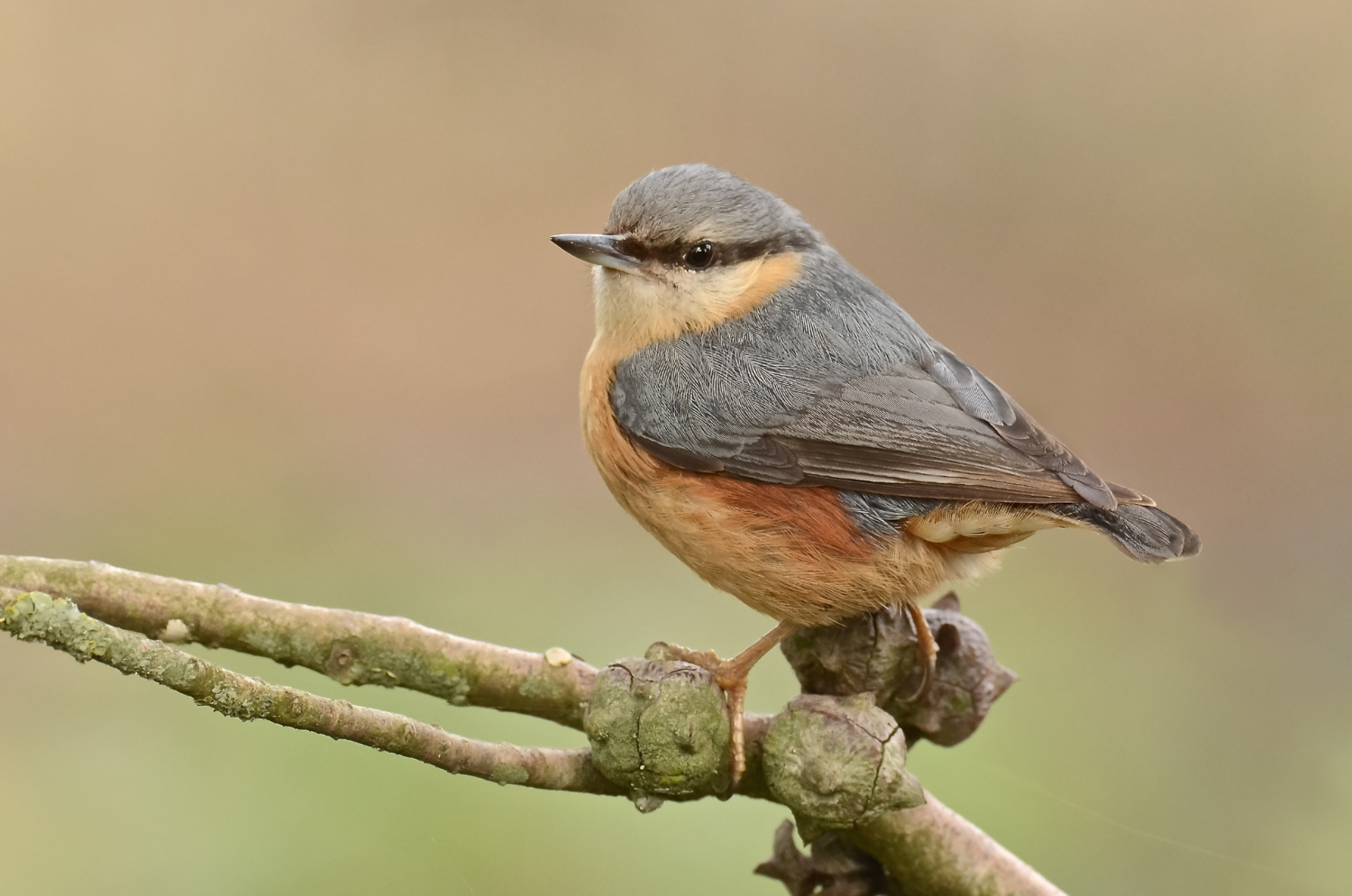 Ancora picchio muratore