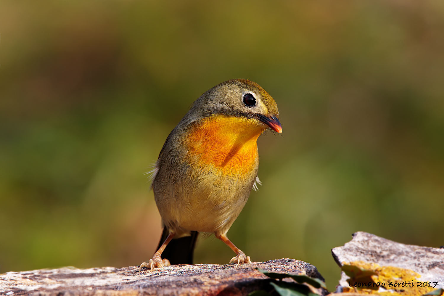 Usignolo del Giappone