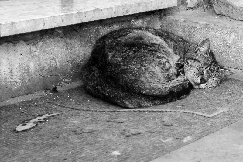 Chi dorme non pigla pesci