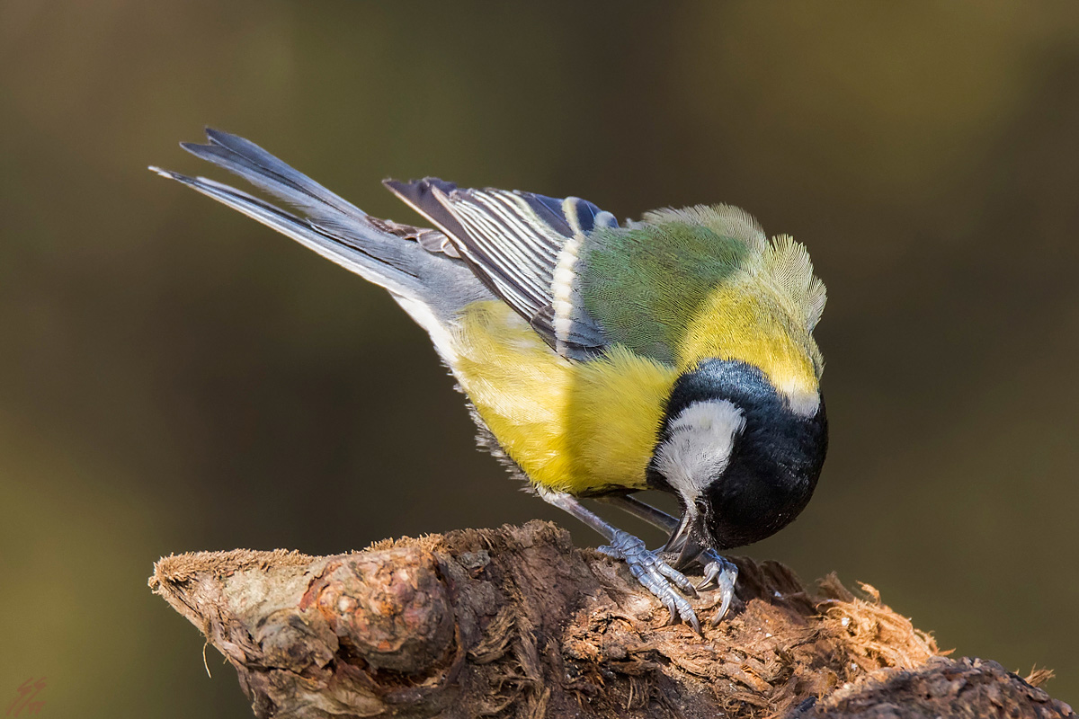 ..la cinciallegra e il seme..