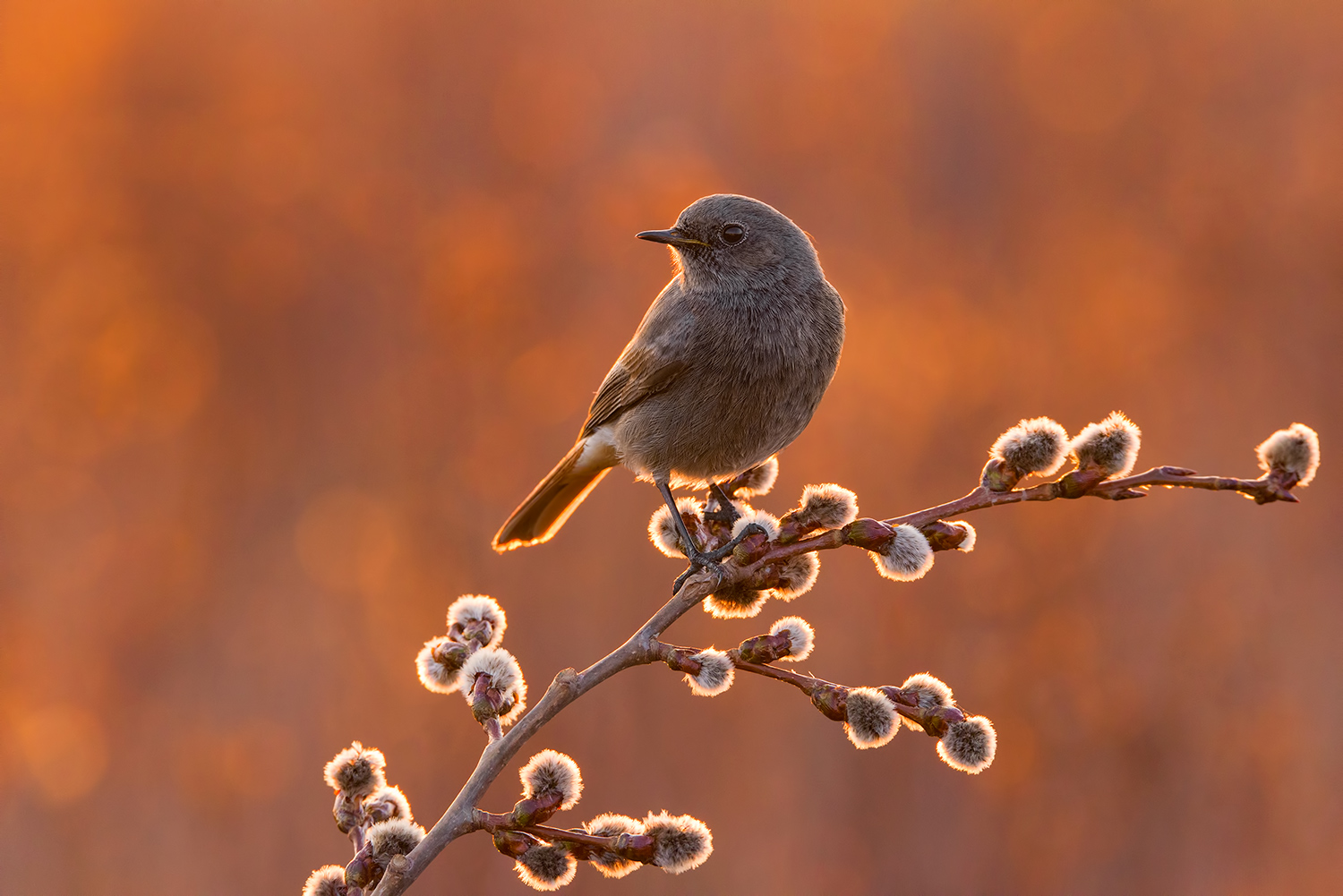 Codirosso Spazzacamino  (immaturo)