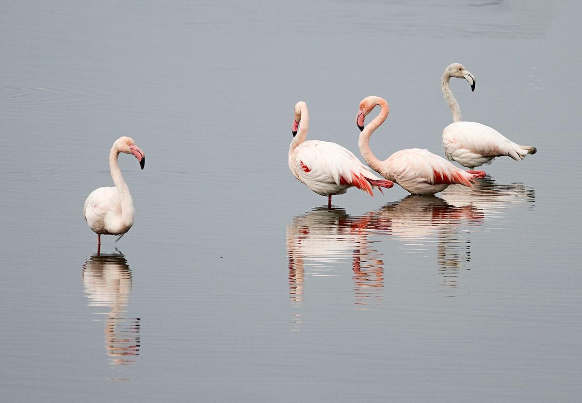 Fenicotteri nel Delta del Po