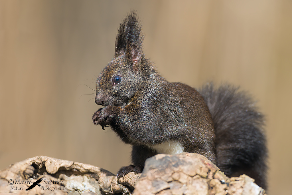 Scoiattolo comune