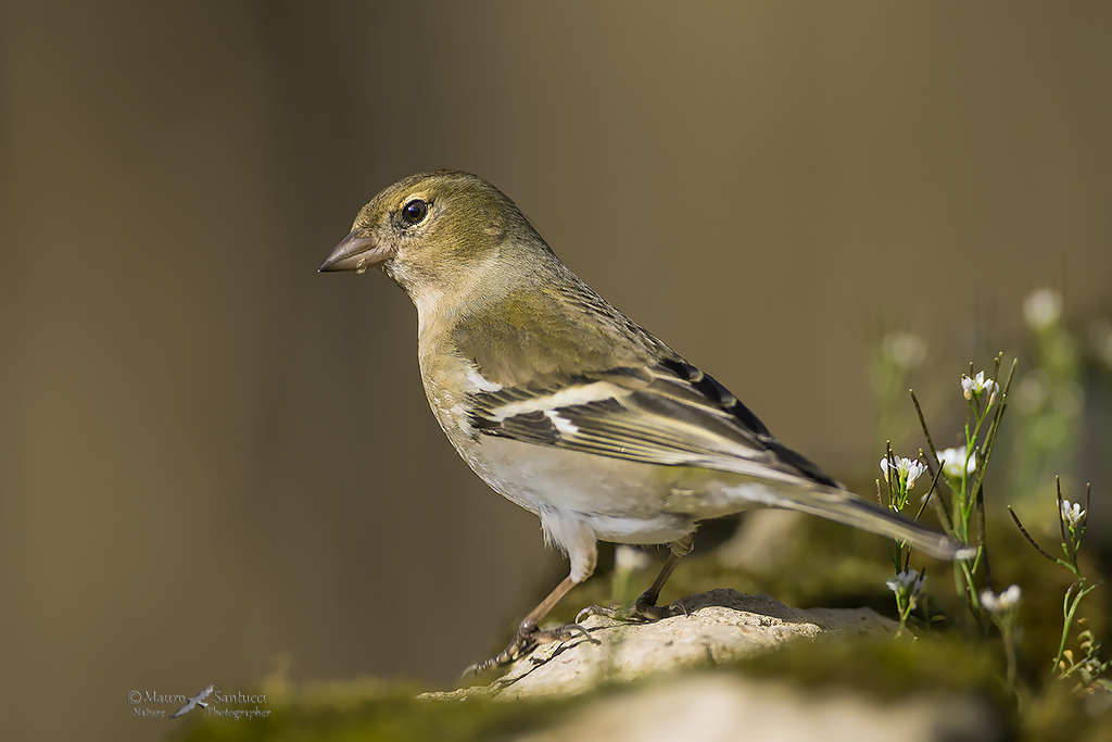 Fringuello femmina