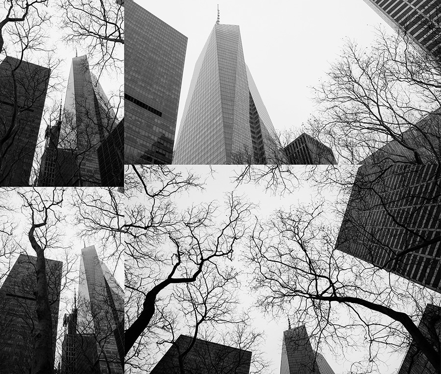 New York Trees