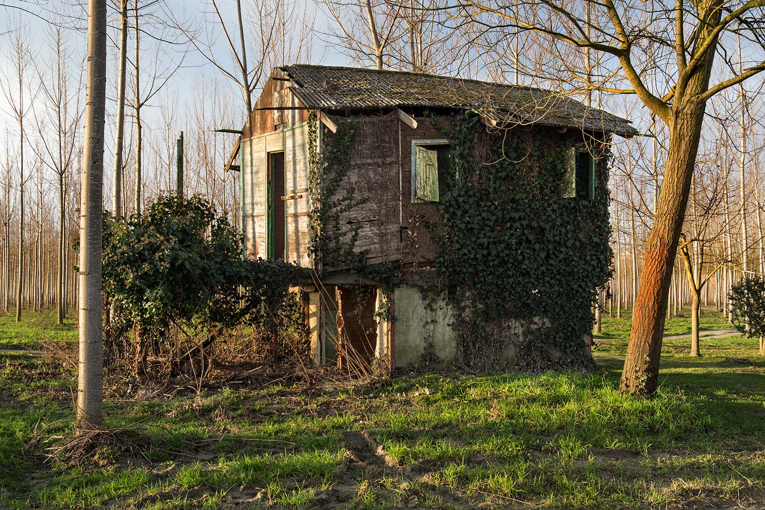 La casa nel bosco 3