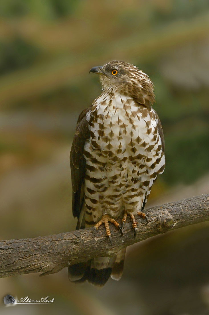 astore (Accipiter gentilis)