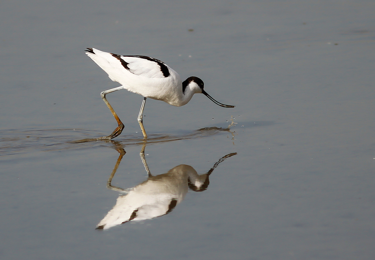 Avocetta