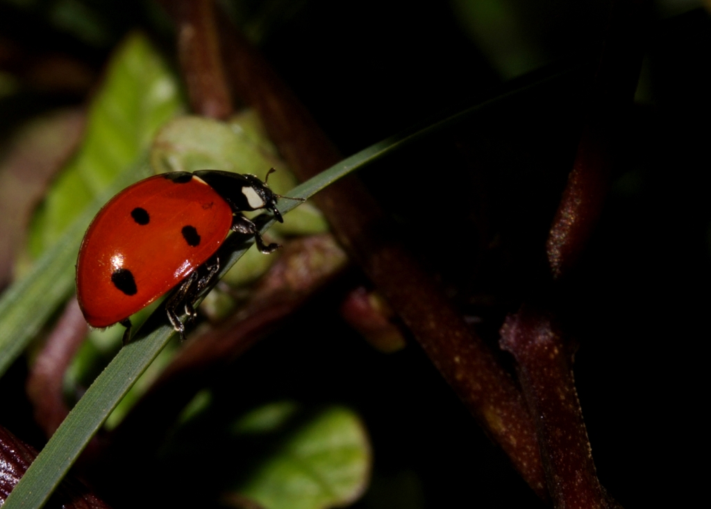 Viaggio verso l'incognito