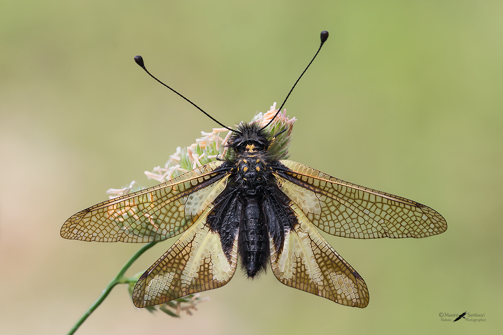 libelloides coccajus ad ali aperte