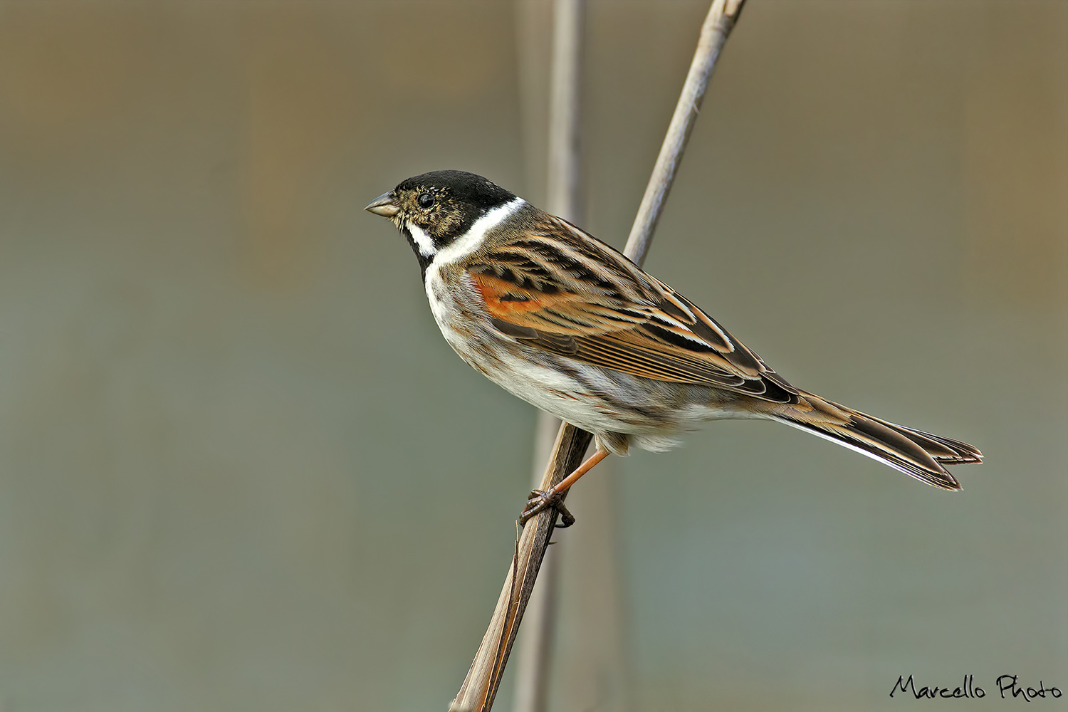 Migliarino di palude (M)