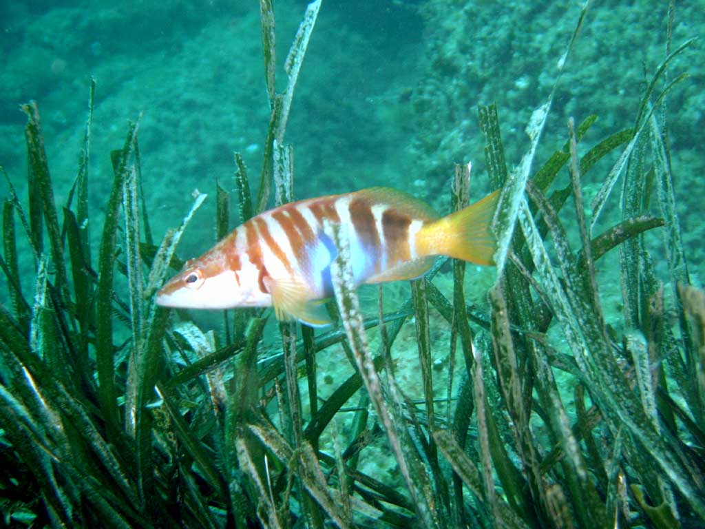 sciarrano - serranus scriba