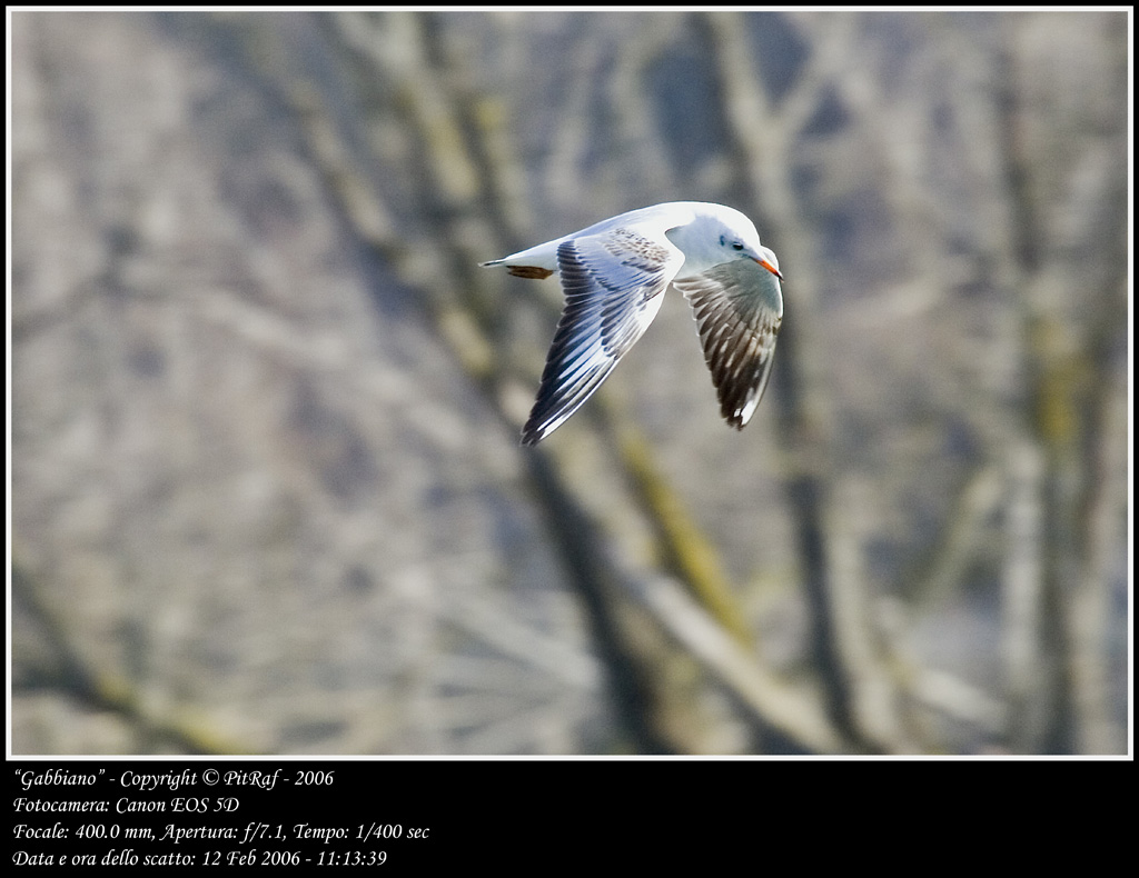 Gabbiano in volo