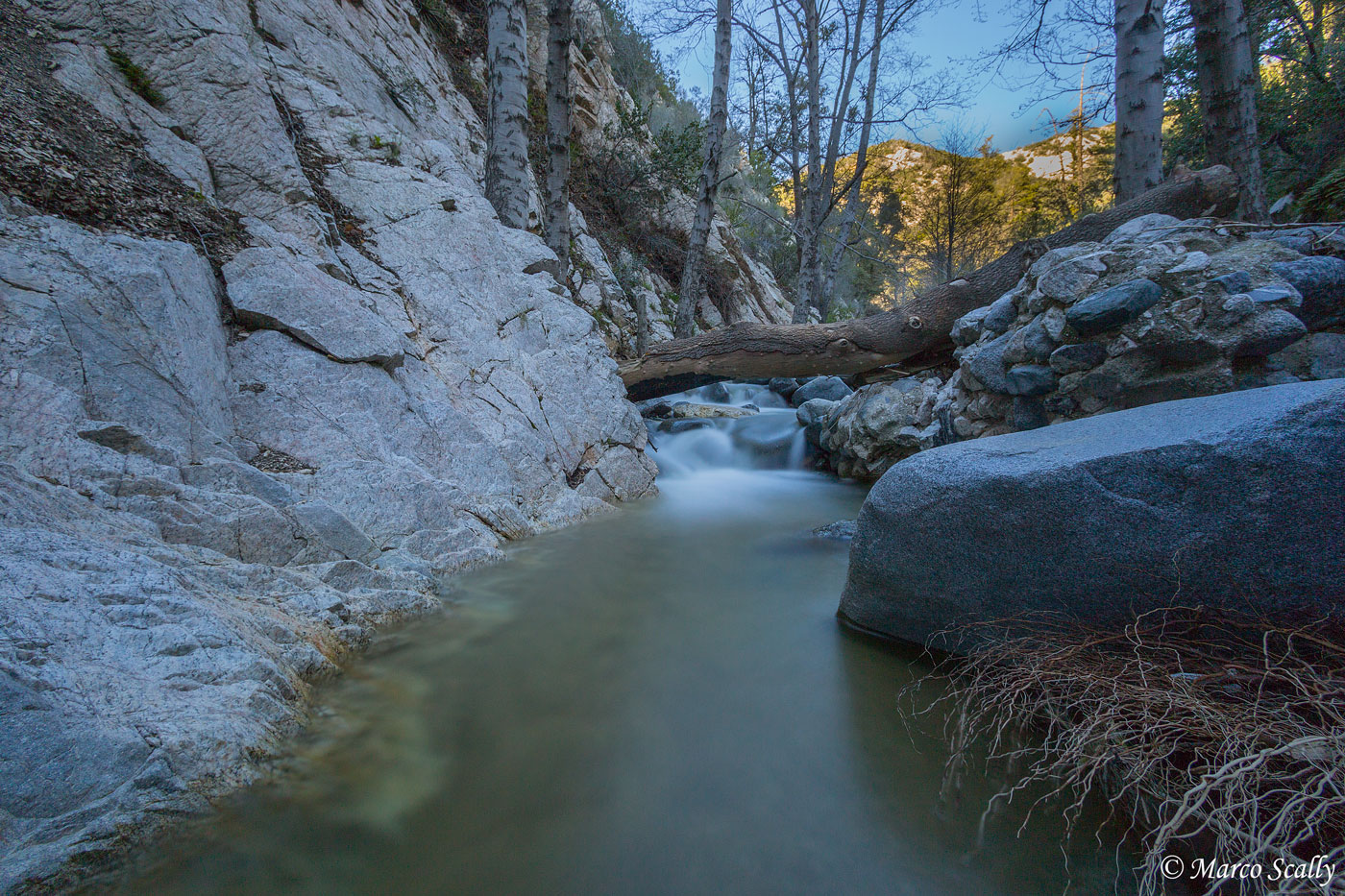 The branch of Angeles Park