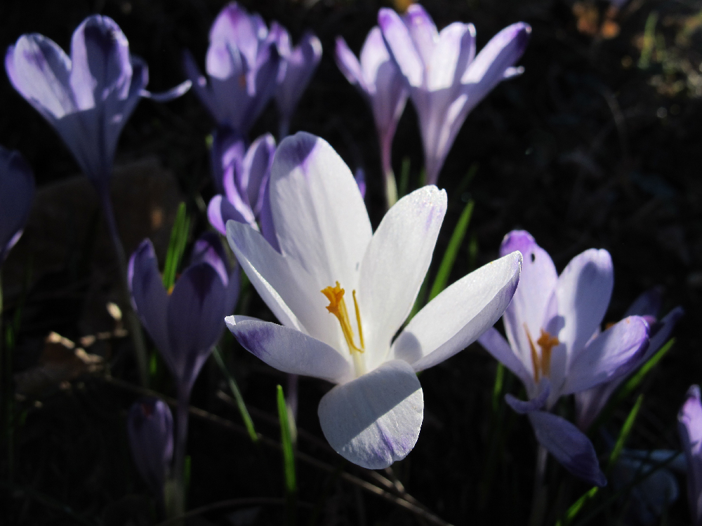 crocus