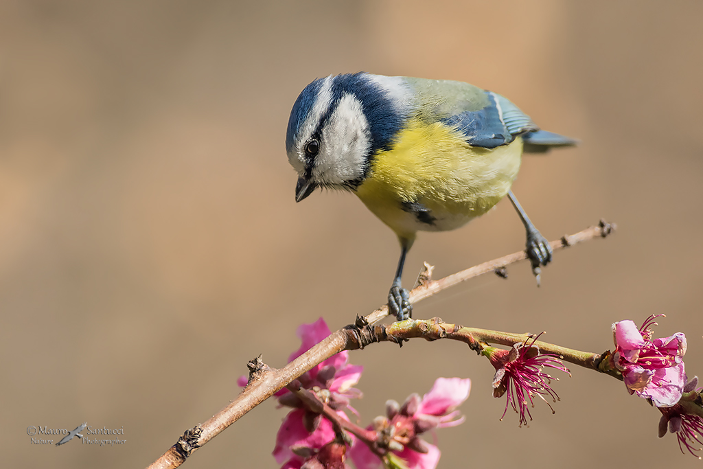 Cinciarella di primavera