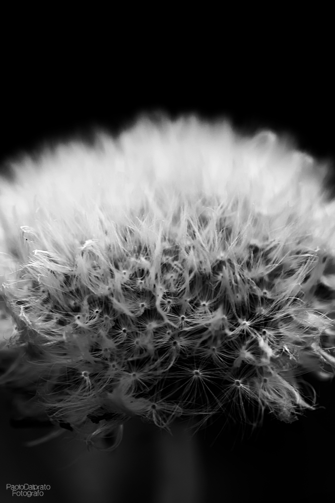 Non faccio foto di fiori