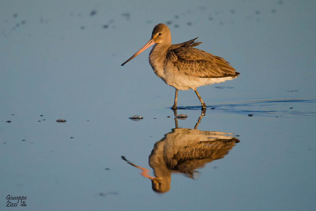 Il mattino ha l'oro...sul becco