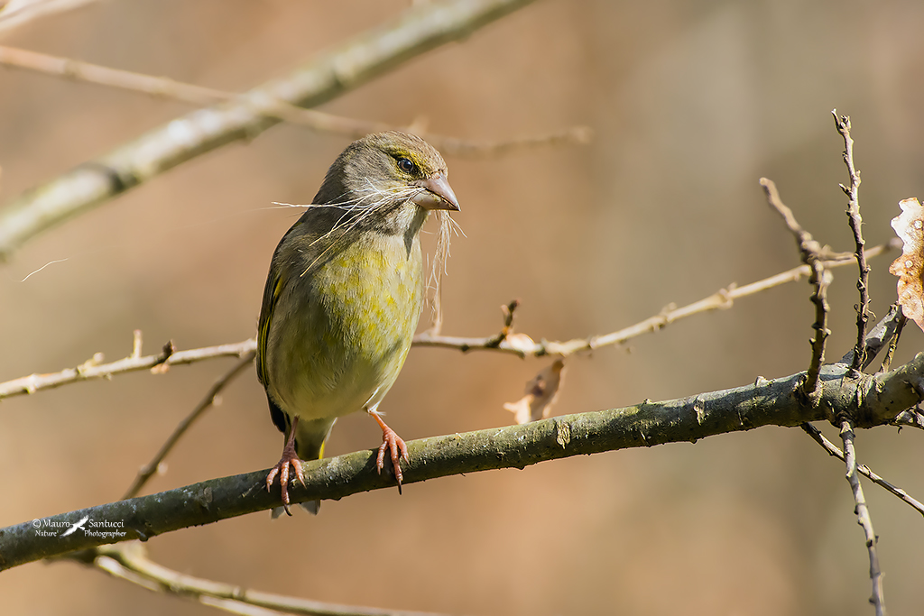 Verdone femmina con i baffi