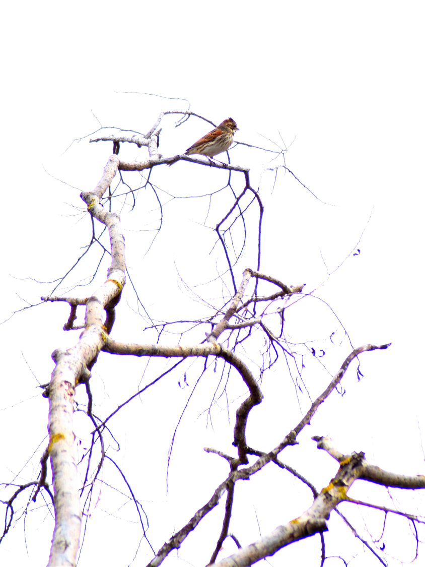 A un passo dal cielo