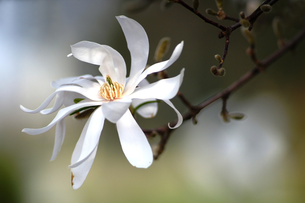 magnolia stellata