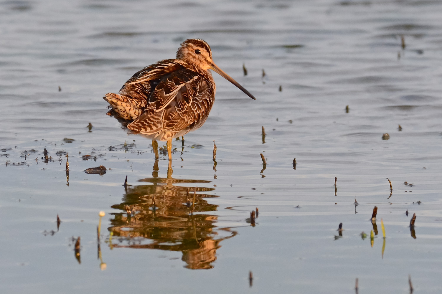 Beccaccino al tramonto