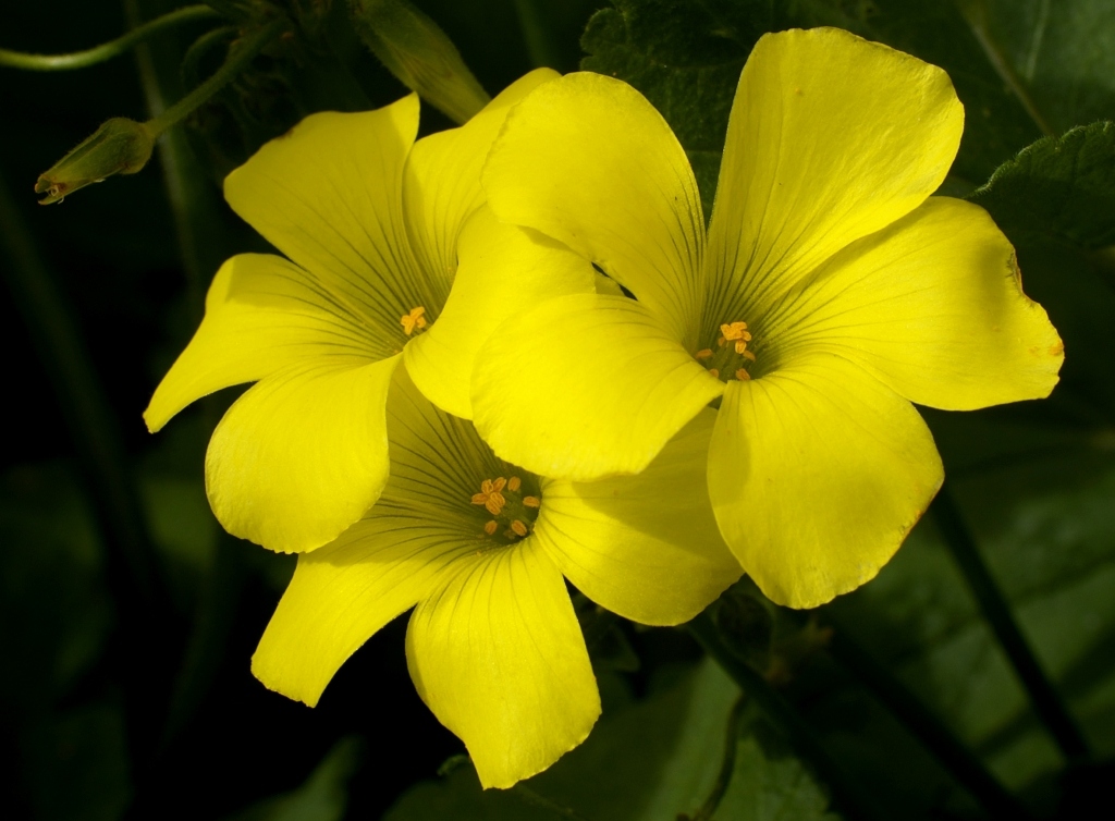 Bermuda Buttercup