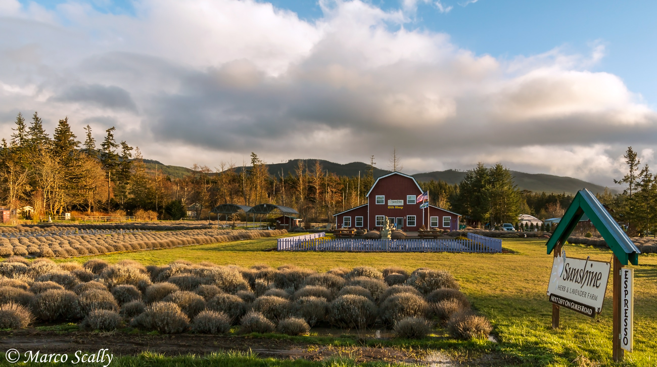 Lavander farm